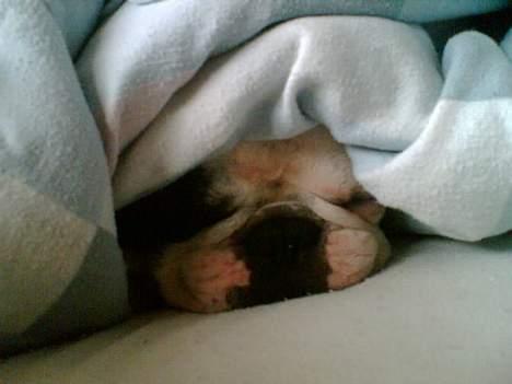 Fransk bulldog Gizmo - Ligger under mors dyne og sover.. billede 6