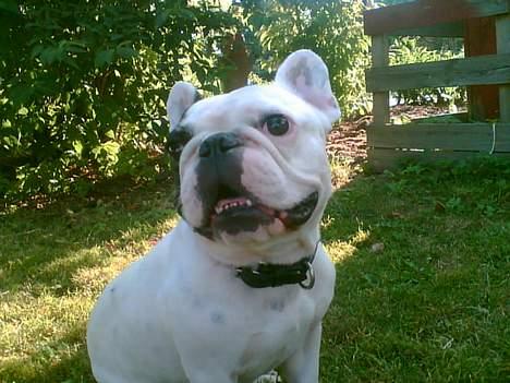 Fransk bulldog Gizmo - Se hvor herlig jeg er.. !! billede 8