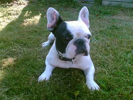 Fransk bulldog Gizmo - Ligger lige og slapper af efter legen med Ronja.. billede 9