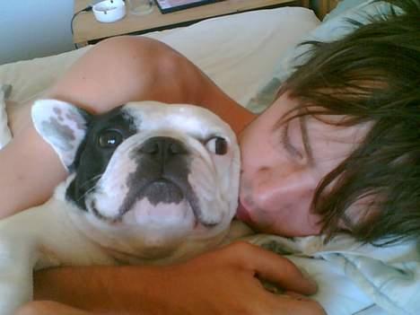 Fransk bulldog Gizmo - Putter i mors og fars seng... :) billede 10