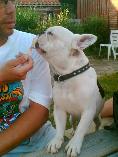 Fransk bulldog Gizmo - Mums, får dejlig is hos morfar.. ;) billede 12