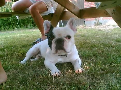 Fransk bulldog Gizmo - Ligger under bordet i haven.. billede 13