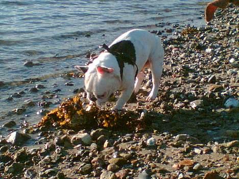 Fransk bulldog Gizmo - Uhhhh, Gizmo angriber det farlige tang på stranden.. Haha.. billede 14