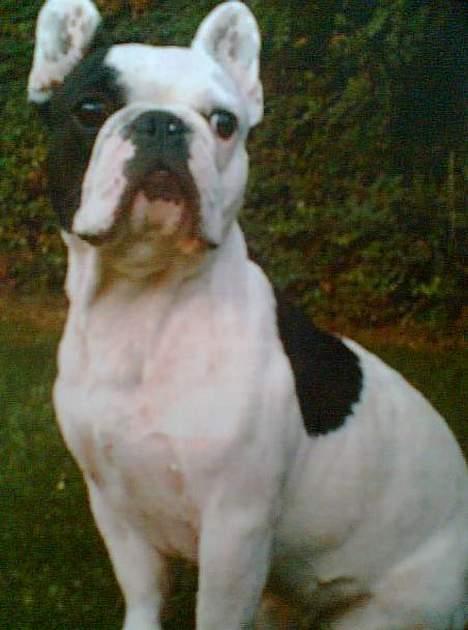 Fransk bulldog Gizmo - Lidt dårlig kvalitet, men en dejlig vovse.. billede 15