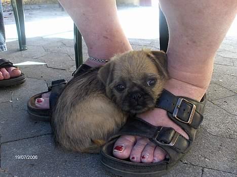 Blanding af racer Møffi - Er jeg ike bare nuser... billede 1