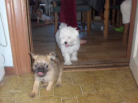 Blanding af racer Møffi - mig og min legekammerat miki billede 2