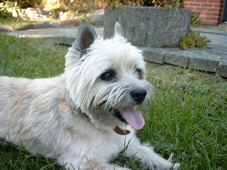 Cairn terrier Pjuske billede 1