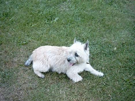 Cairn terrier Pjuske billede 2