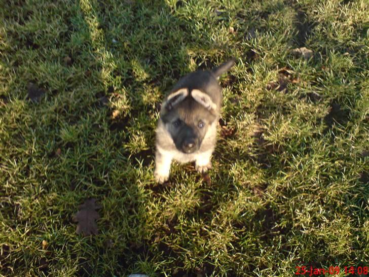 Schæferhund (hesselballe olli) - Davs jeg hedder olli billede 1