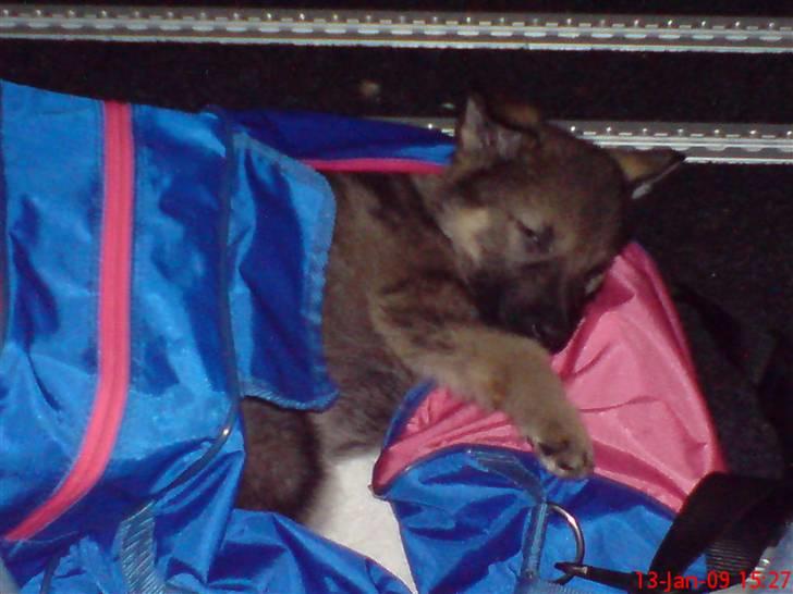 Schæferhund (hesselballe olli) - her lægger jeg godt billede 2