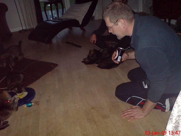 Schæferhund (hesselballe olli) - her er jeg så sammen med min  syv brødre og tre søskende billede 3