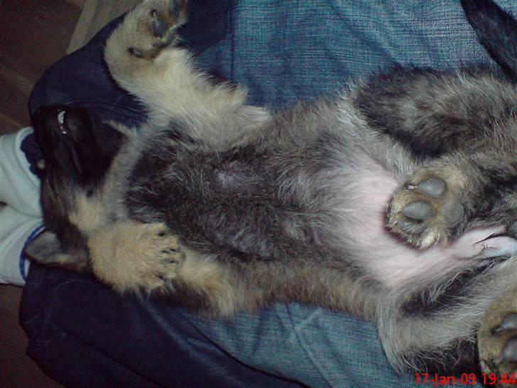 Schæferhund (hesselballe olli) billede 4