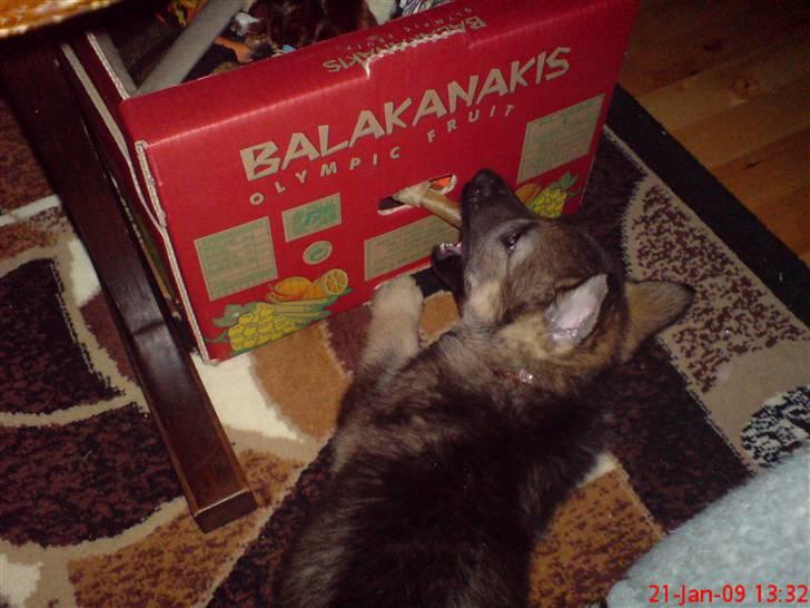 Schæferhund (hesselballe olli) billede 5