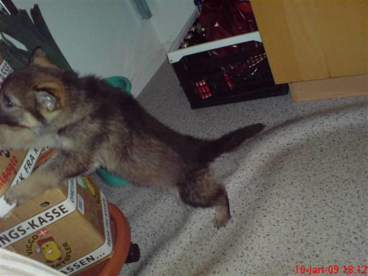 Schæferhund (hesselballe olli) - her er jeg jagt efter en gulerod billede 6