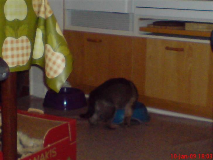 Schæferhund (hesselballe olli) - Undskyld mig et øjeblik jeg skal lige mad billede 7