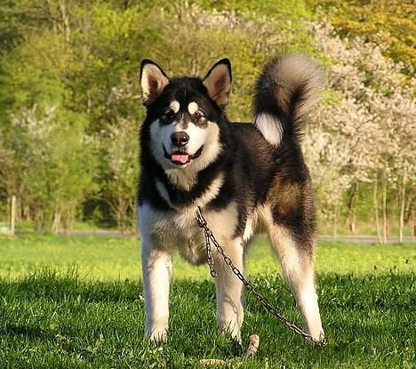 Alaskan malamute Ran Haubrad Dragemund  - Her er han 7 mån.  billede 1