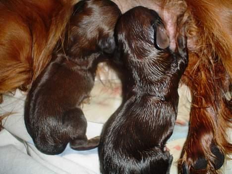 Dværggravhund Sille billede 12