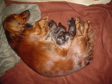 Dværggravhund Sille billede 13