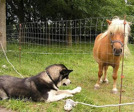 Alaskan malamute Ran Haubrad Dragemund  - Ran og hans gode ven Thor billede 2