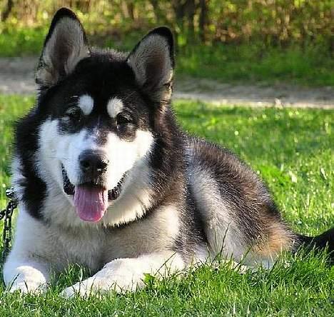 Alaskan malamute Ran Haubrad Dragemund  - Her er han 7 mån. billede 3