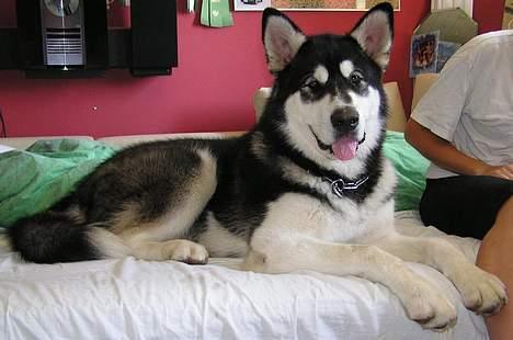 Alaskan malamute Ran Haubrad Dragemund  billede 4