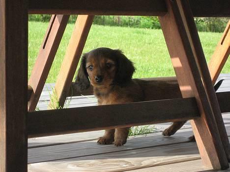 Dværggravhund Sille - Betterøv på udkig... billede 14