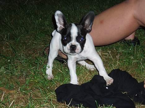 Fransk bulldog Odet billede 11