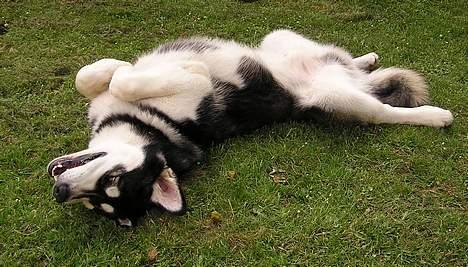 Alaskan malamute Ran Haubrad Dragemund  - Her er han 8 mån. billede 5