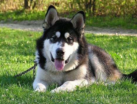 Alaskan malamute Ran Haubrad Dragemund  - Her er han 7 mån.  billede 6