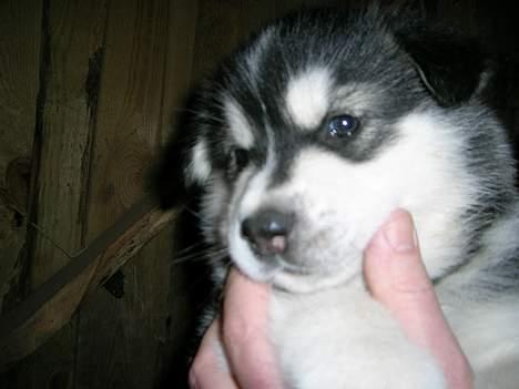 Alaskan malamute Ran Haubrad Dragemund  - Her er han 5 uger billede 7
