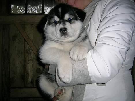 Alaskan malamute Ran Haubrad Dragemund  - Her er han 7 uger billede 8