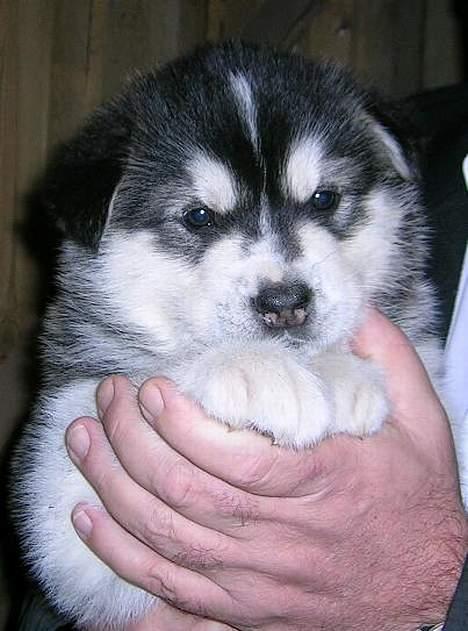 Alaskan malamute Ran Haubrad Dragemund  - Her er han 5 uger billede 9