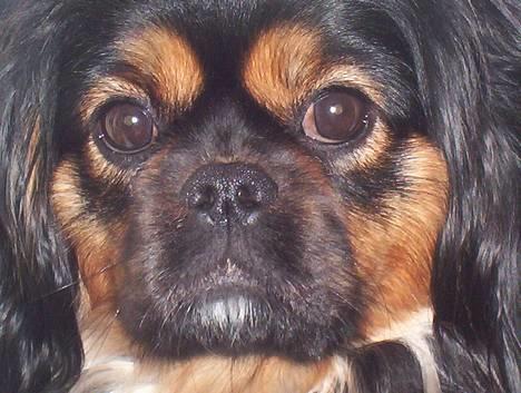 Blanding af racer Pippi - nær billede, men man ser det kønne ansigt. billede 1