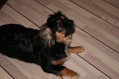 Blanding af racer Pippi billede 2