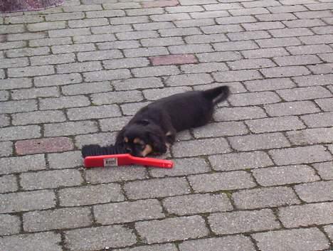 Blanding af racer Pippi - hun kan også godt lide at lege med sig selv, her er det en lille kost hun har fundet som legetøj. billede 3