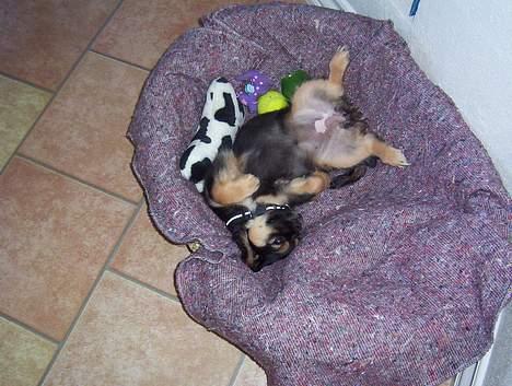 Blanding af racer Pippi - hun kan nogle gange ligge på de mest skøre måder. billede 4