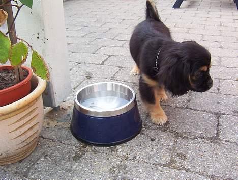 Blanding af racer Pippi billede 5