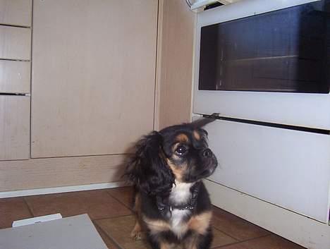 Blanding af racer Pippi - her har hun lige slikket resterne fra en pizza bakke. billede 6