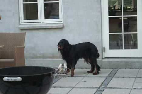 Gordon setter Meggie - meggie :D billede 5