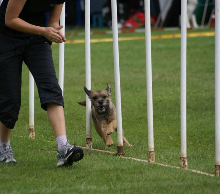 Border terrier Berta - Berta & jeg til Fufa Dm 2007.  billede 17