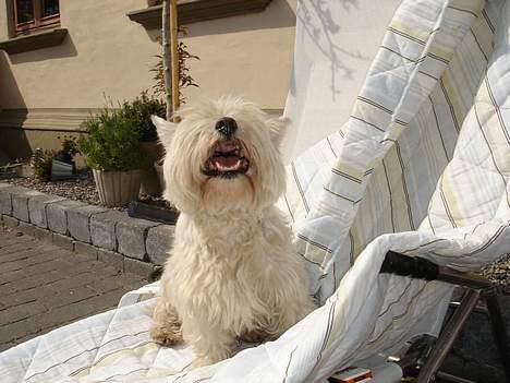 West highland white terrier Tottie - Nyder solen... billede 16