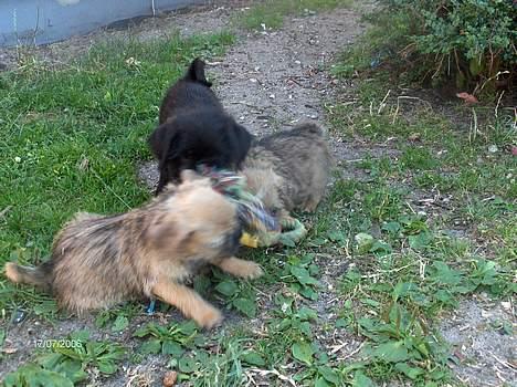 Blanding af racer Møffi - <min sidste "kamp"/leg med mine søskende... billede 4