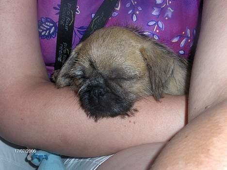 Blanding af racer Møffi - Godnat... billede 5