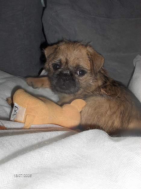 Blanding af racer Møffi - Møffi og sin grynte/sovedyr billede 6