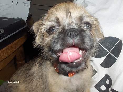 Blanding af racer Møffi - det er lidt hårdt at rende sådan rundt...VAND ;-) billede 7