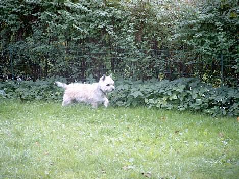 Cairn terrier Pjuske billede 7