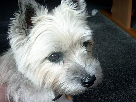 Cairn terrier Pjuske billede 8