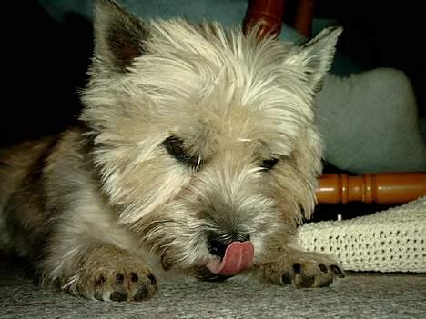 Cairn terrier Pjuske - pjuske der gør det umulige, rører næsen med tungen  billede 9