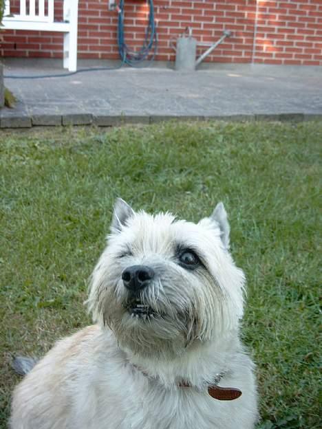 Cairn terrier Pjuske billede 10