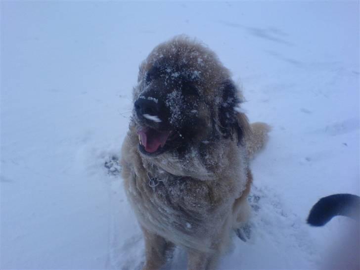 Leonberger Amanda  15-7-08 R.I.P - I sneen 23/03/08 billede 13